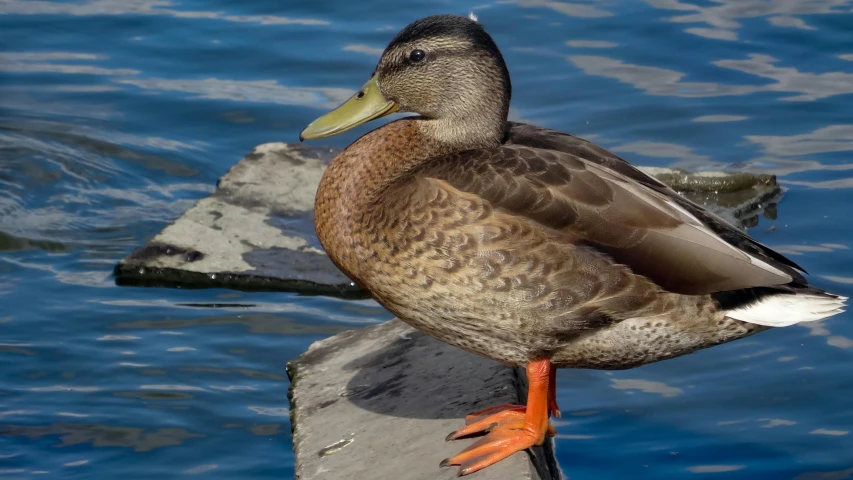 a large duck stands on a rock in the water