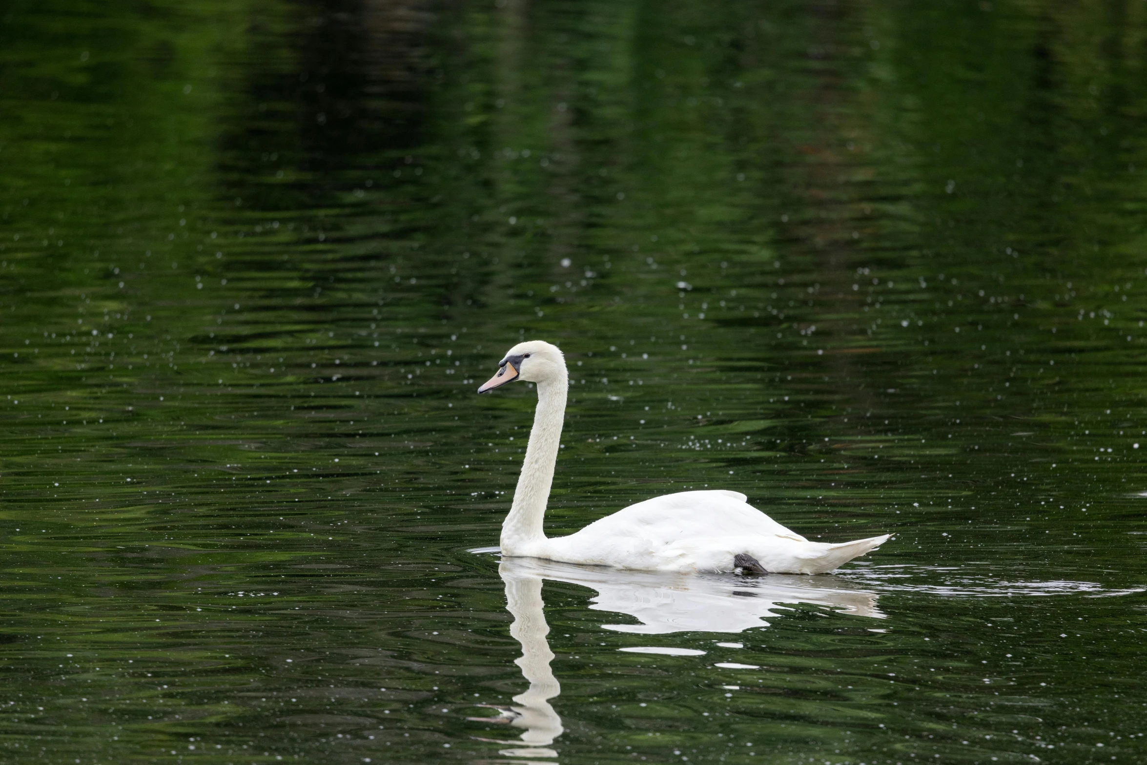 a white swan swimming on top of water