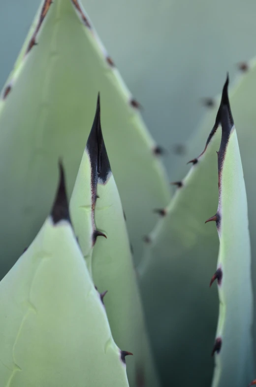 several black lines on the petals of a large plant