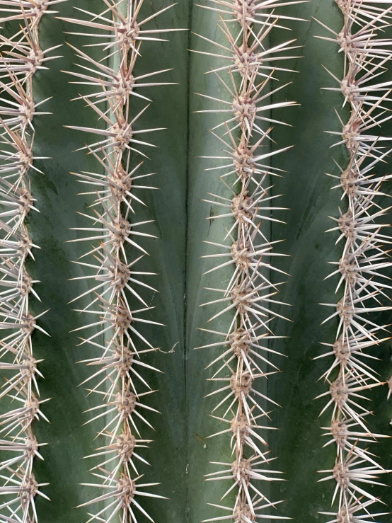 close up of the top of a large cactus