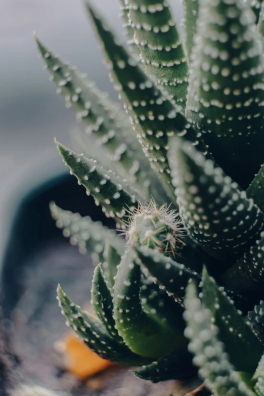 some kind of cactus with green leaves in a pot