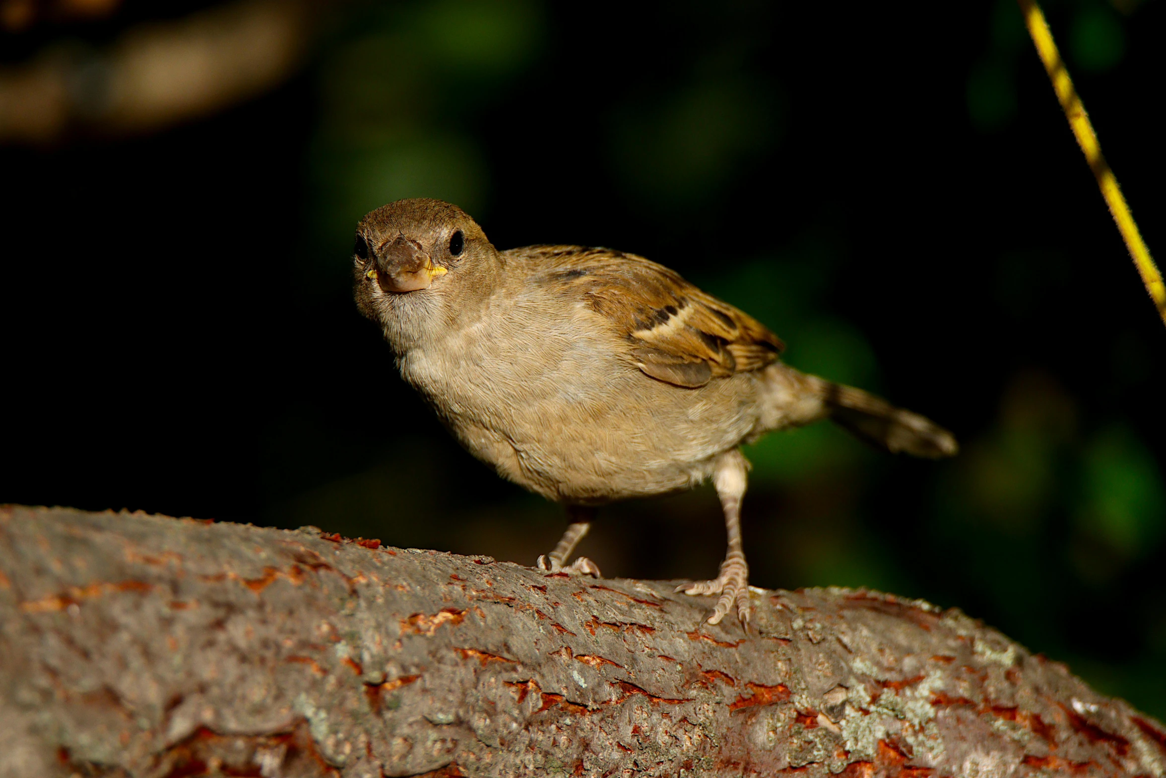 a small bird is sitting on a log