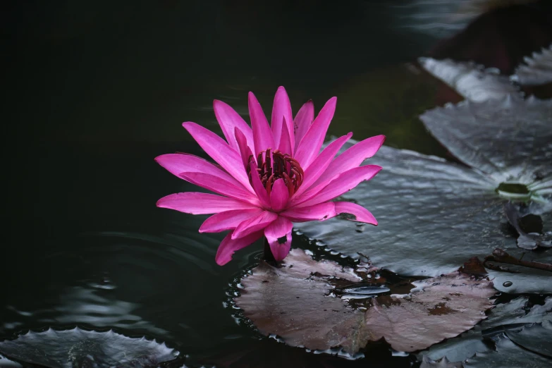 a pink flower is in the middle of some water