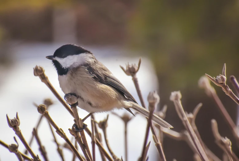 a small bird on a thin nch by water