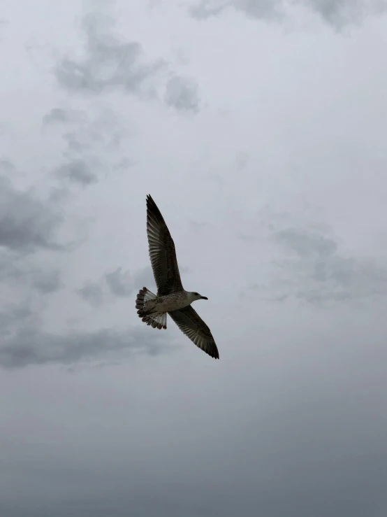 a very pretty bird flying in the sky with some clouds