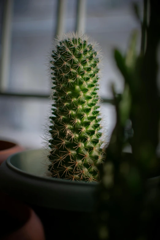 the plant is close up on a plate