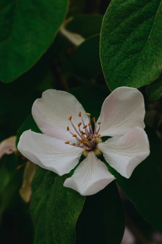 a close up of a flower near leaves