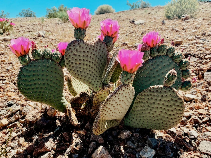 some pink flowers in the middle of a desert