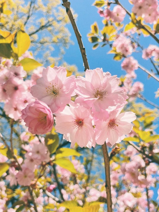 a cluster of pink flowers in the sunlight