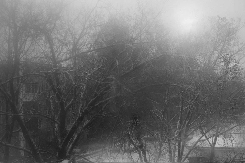 black and white po of a misty winter day