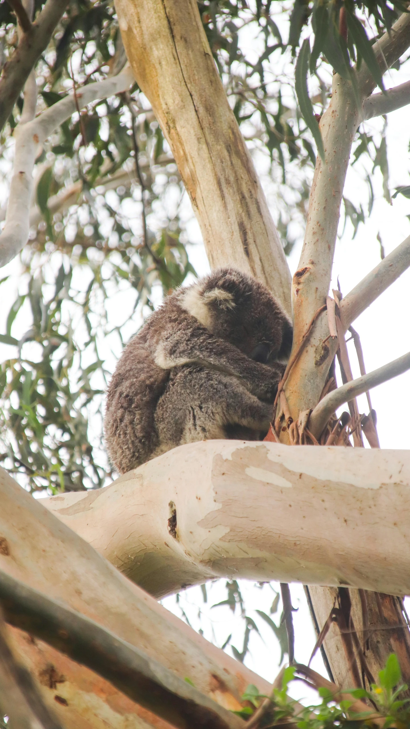 a koala resting in the nches of a tree