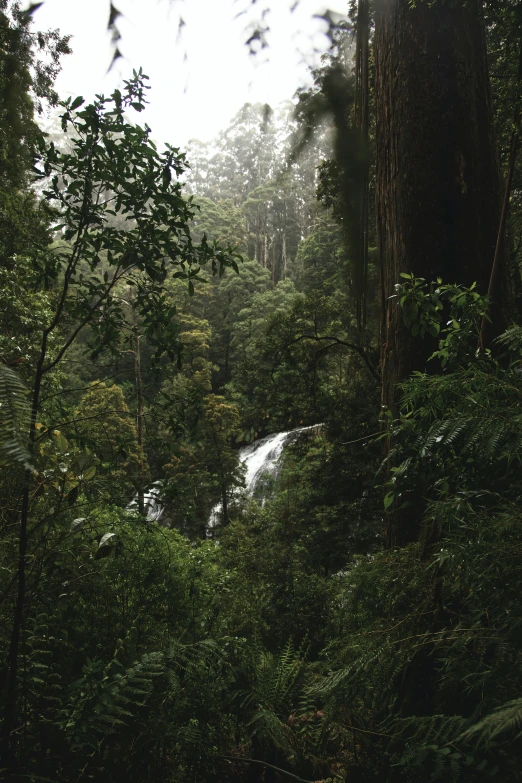 water falls through a forest full of trees