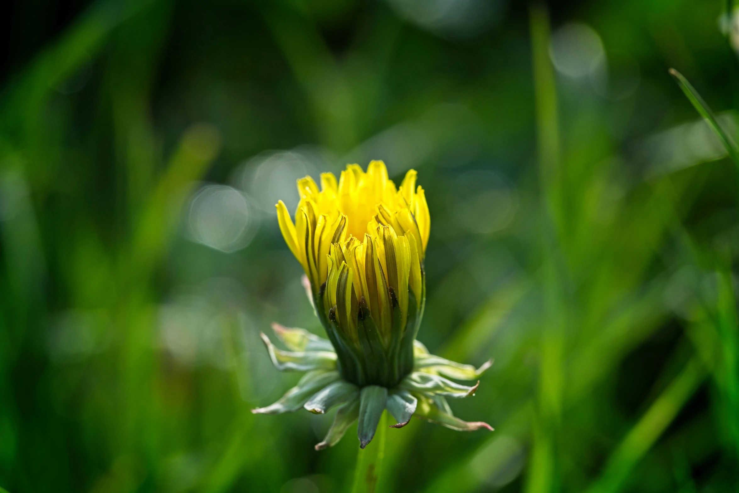 this yellow flower has a center of white and a large yellow center