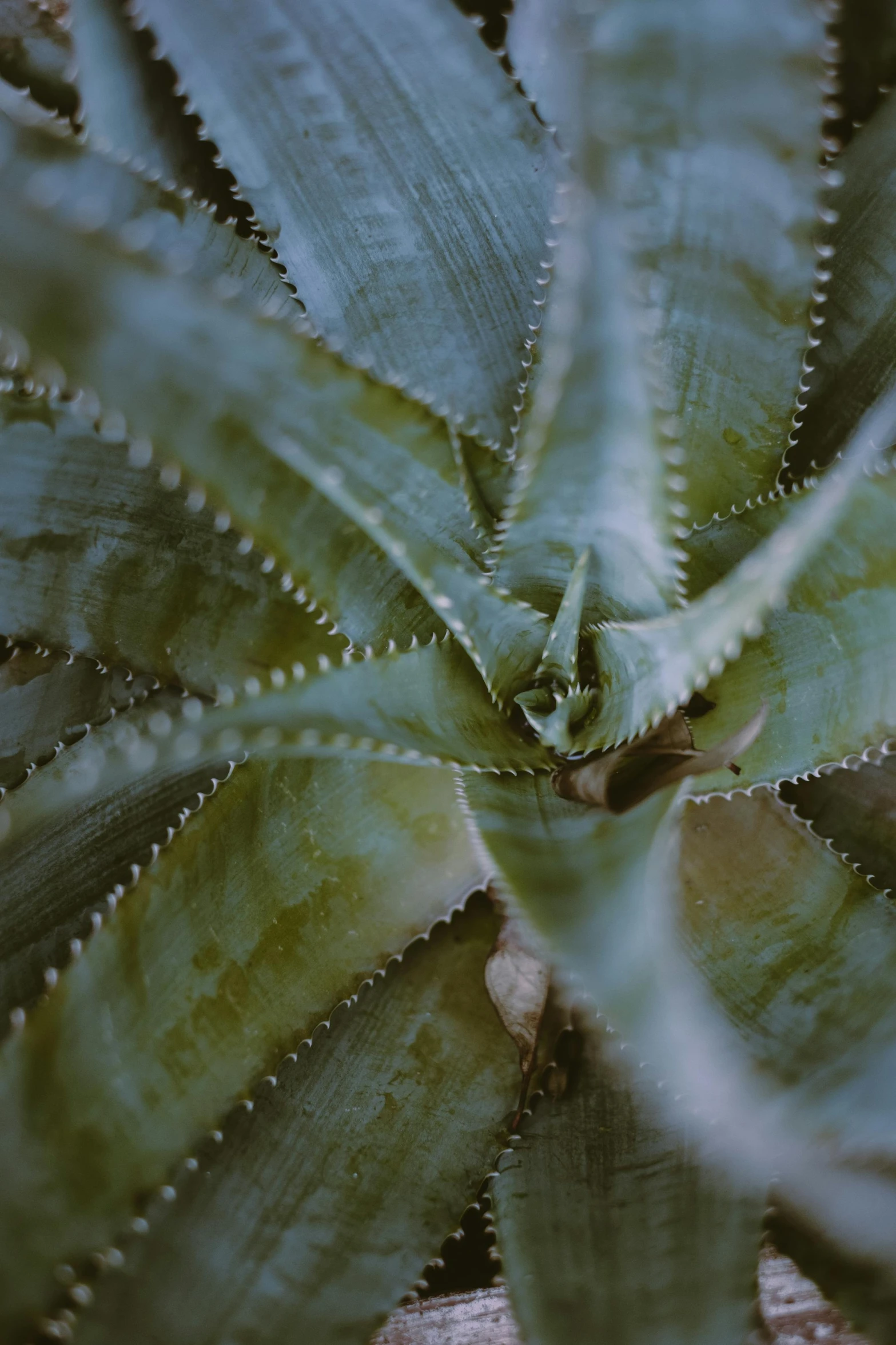 close up of a leaf that has many tiny holes