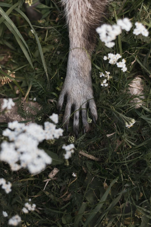 a dog's paw with some flowers on the ground