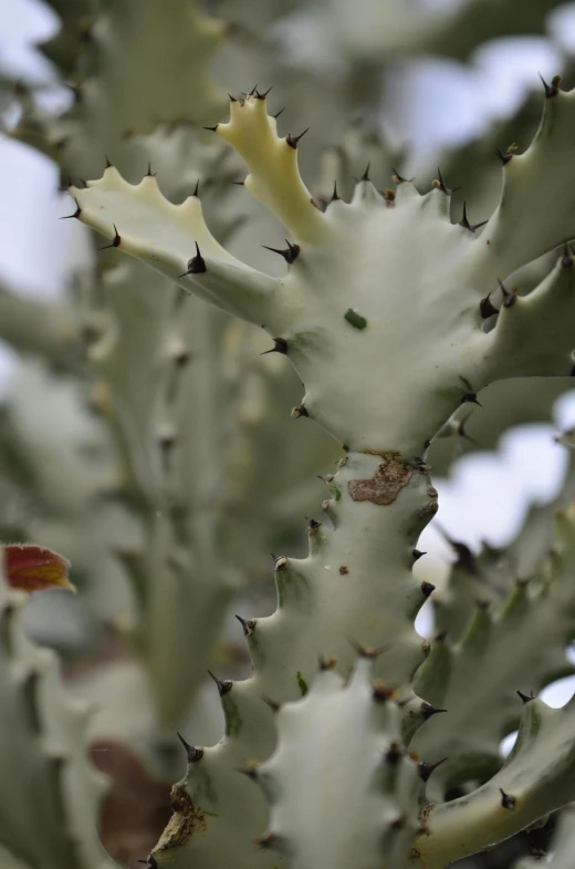 the head of a cactus with leaves sprouting on it