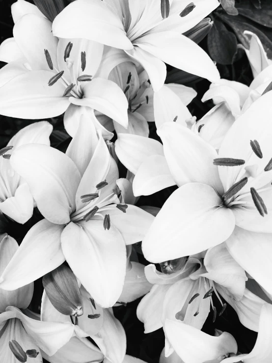 black and white pograph of flowers in close up