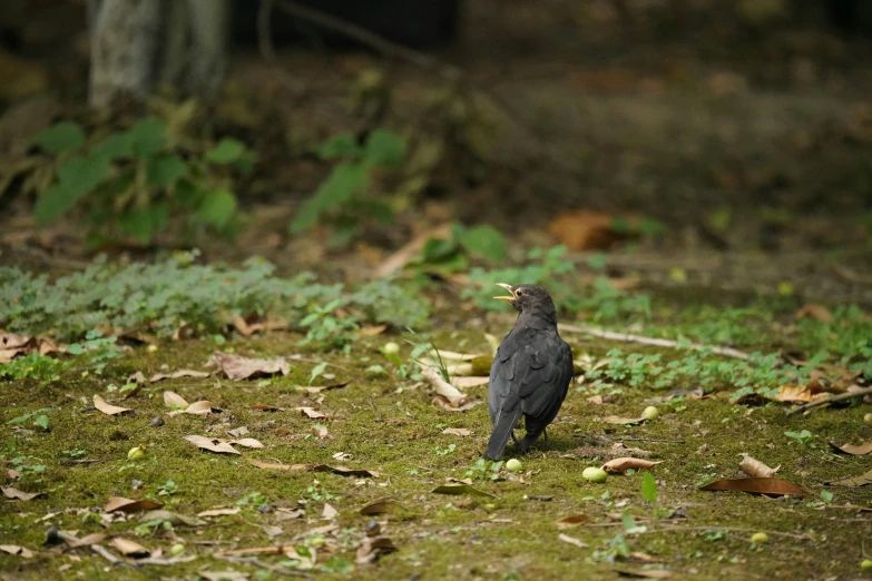 a bird on the ground with mossy grass in the background