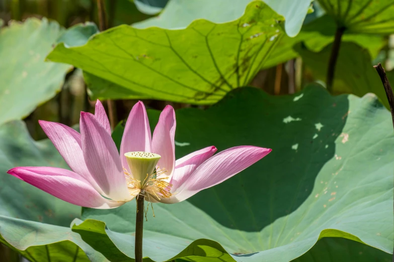 pink lotus flower and leaves blooming in the sun