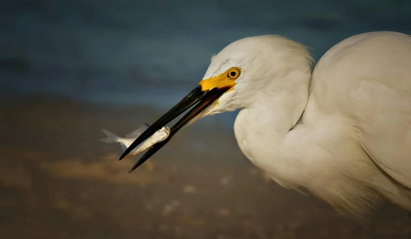 a large white bird with long black beak