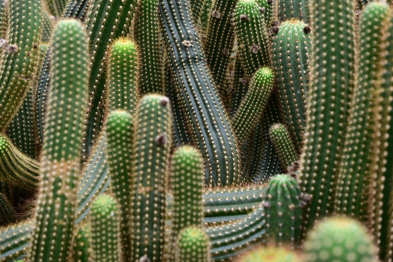 many cactus that have leaves and stems hanging from them