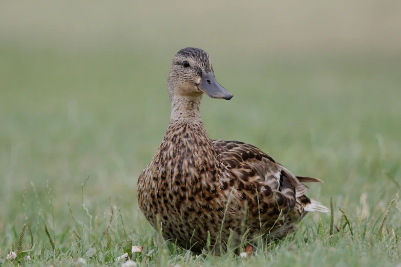 a brown duck standing in a grassy field