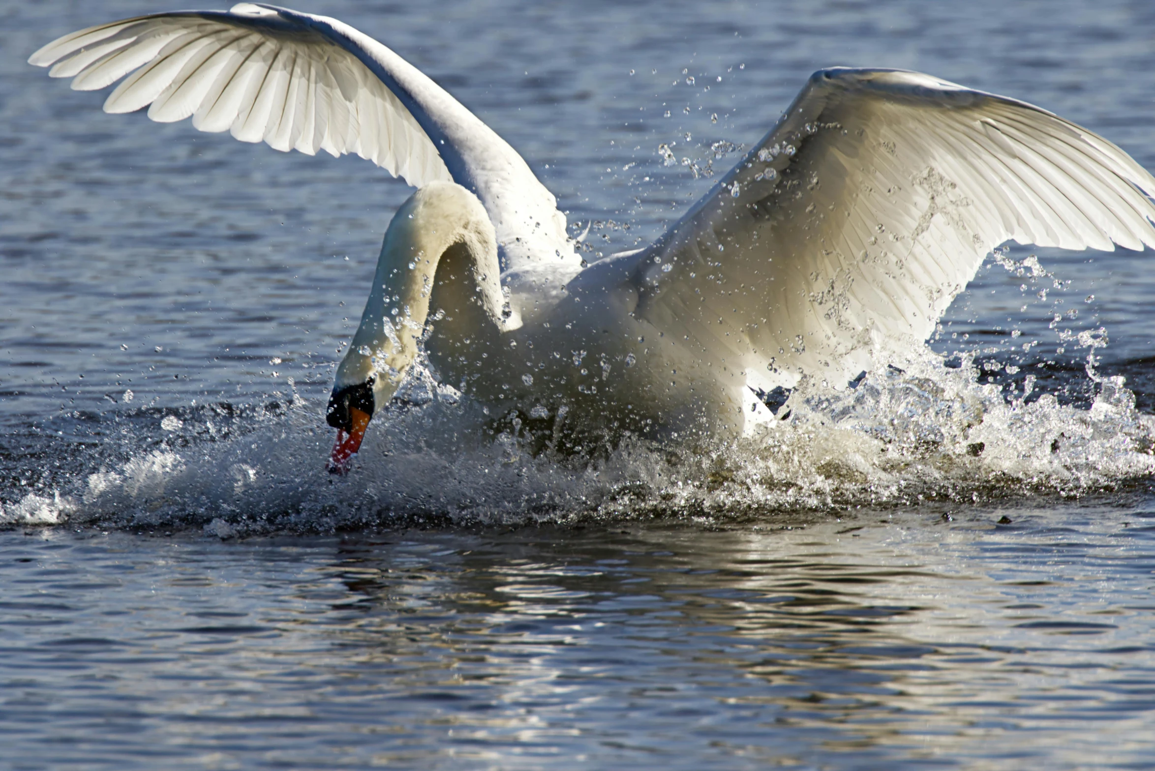 a large white swan flaps its wings in the water