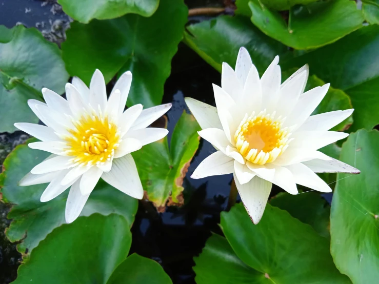 two large water lilies next to each other