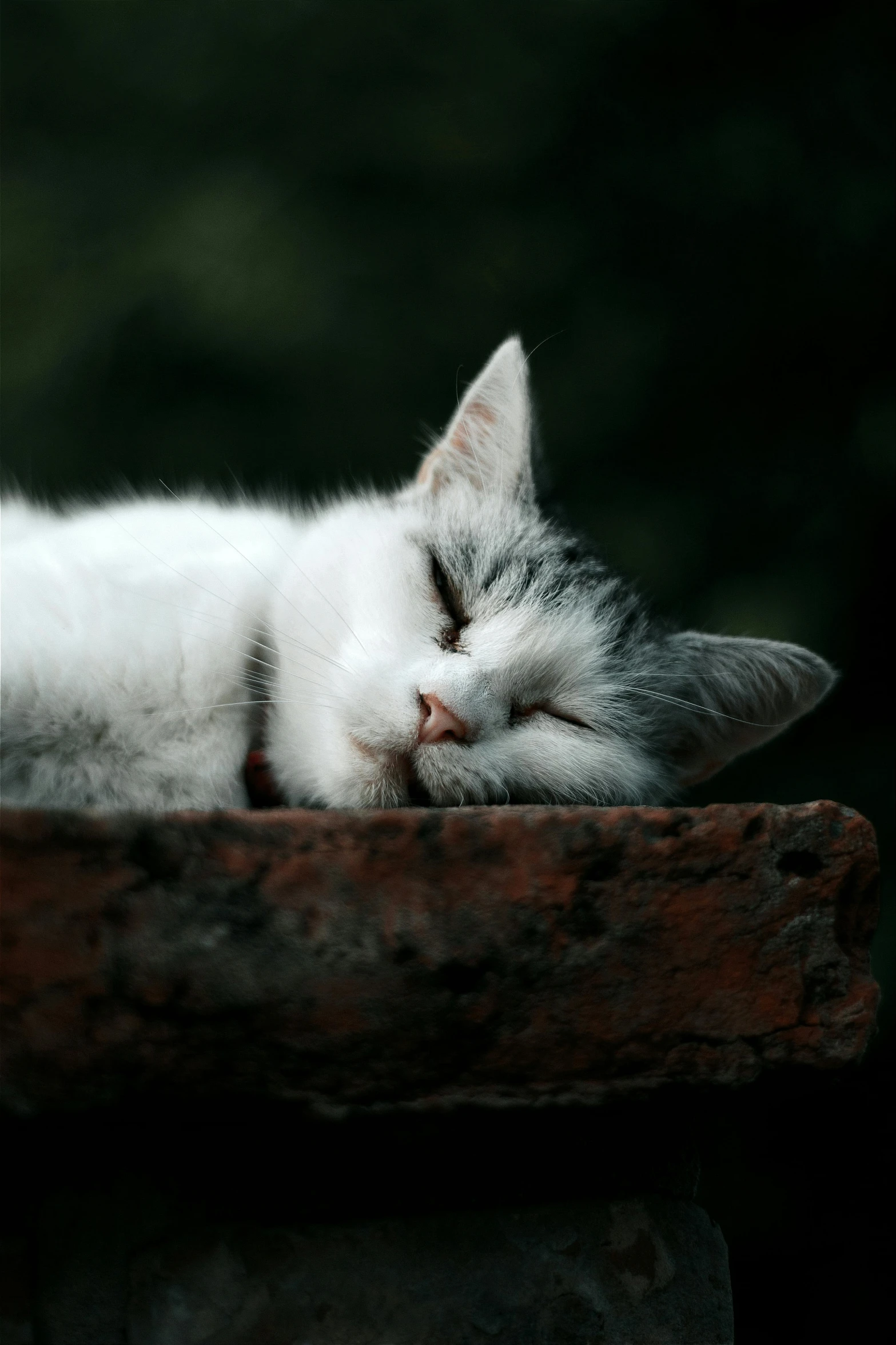 a kitten sleeping peacefully on a piece of wood