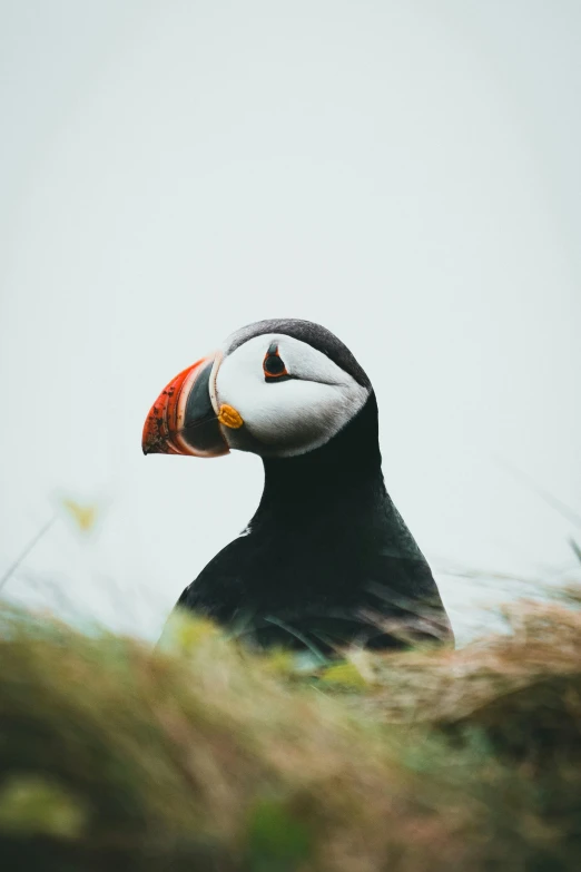 a large black and white bird in tall grass