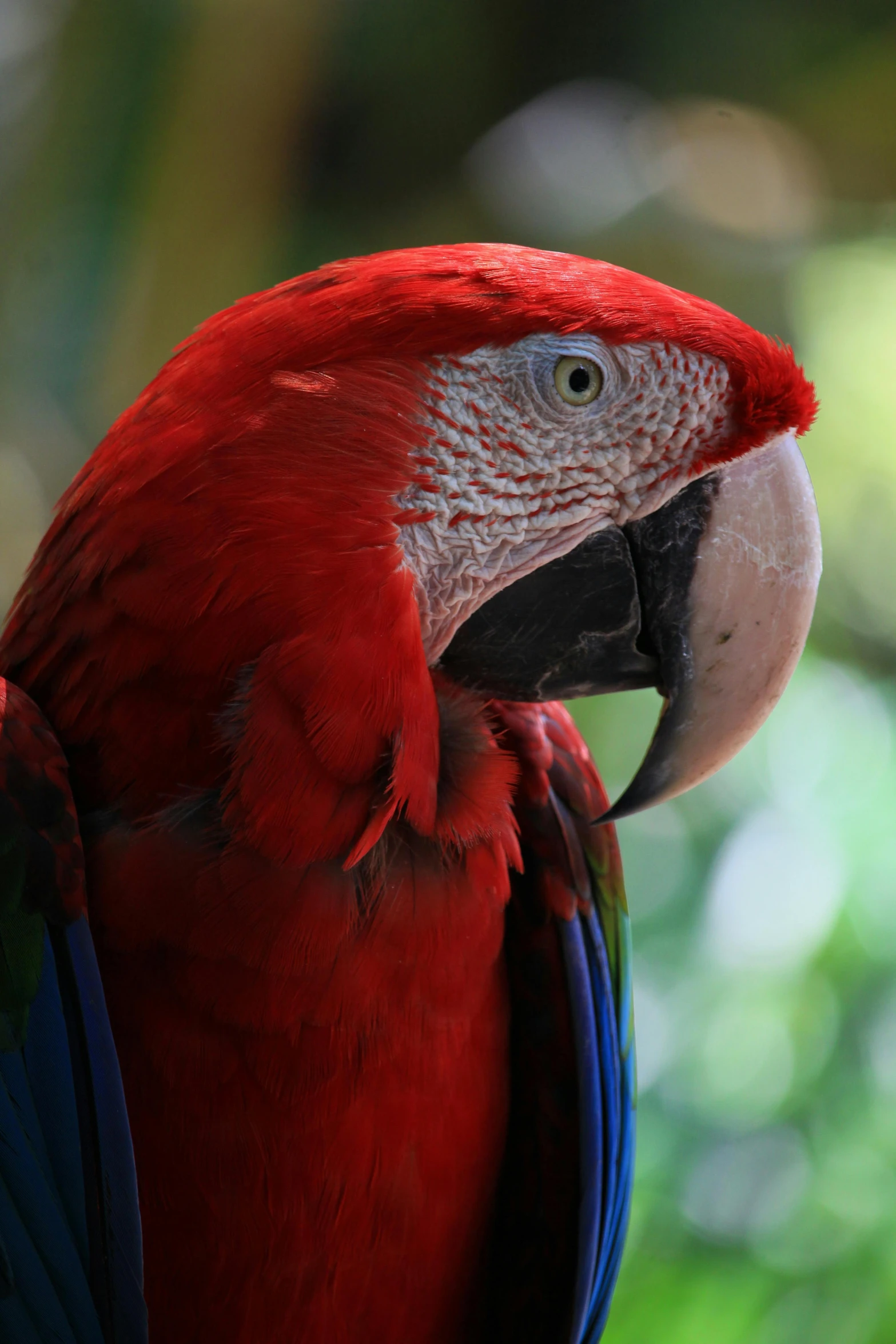 a close up of the face of a parrot