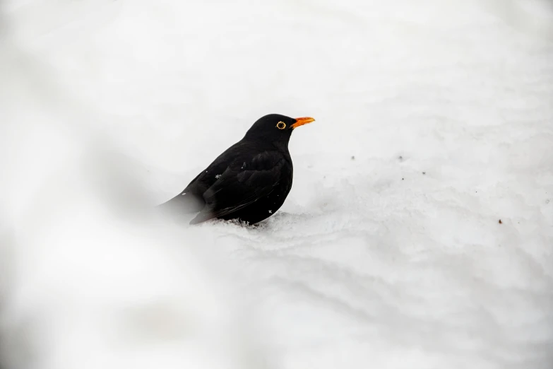 a black bird sitting in a thick, snow - covered area