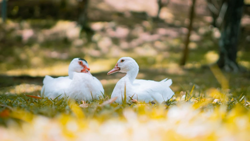 two birds are standing next to each other