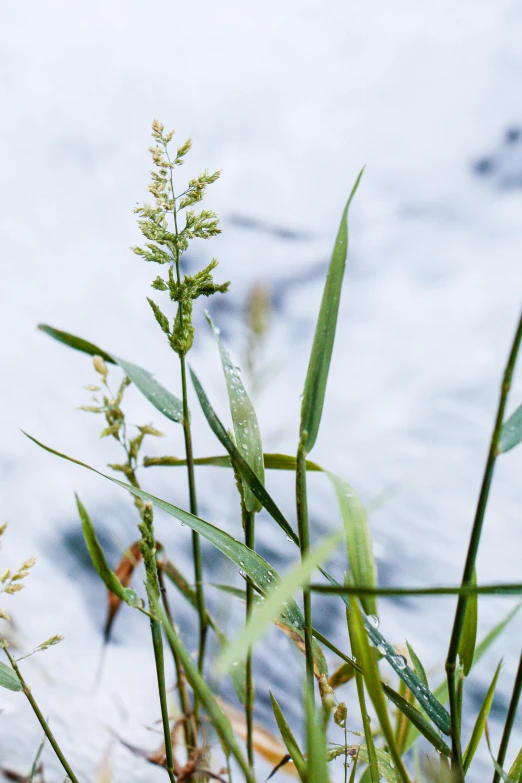 the grass is growing from the water near the shore