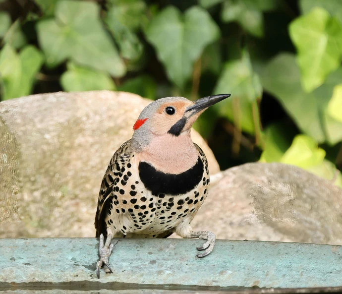 a colorful bird perched on the ledge of a metal water feature