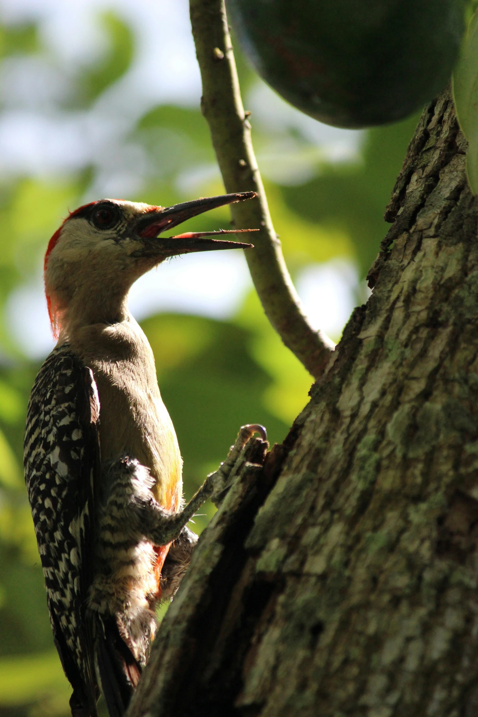 a bird with orange beak perched on tree nch