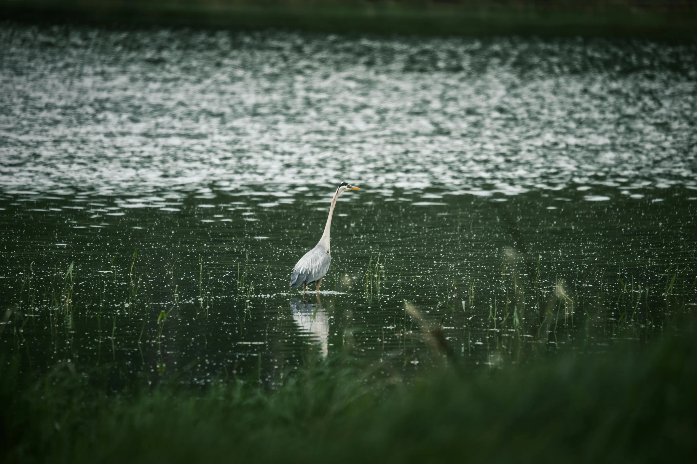 a tall bird standing in a lake with lots of water behind him