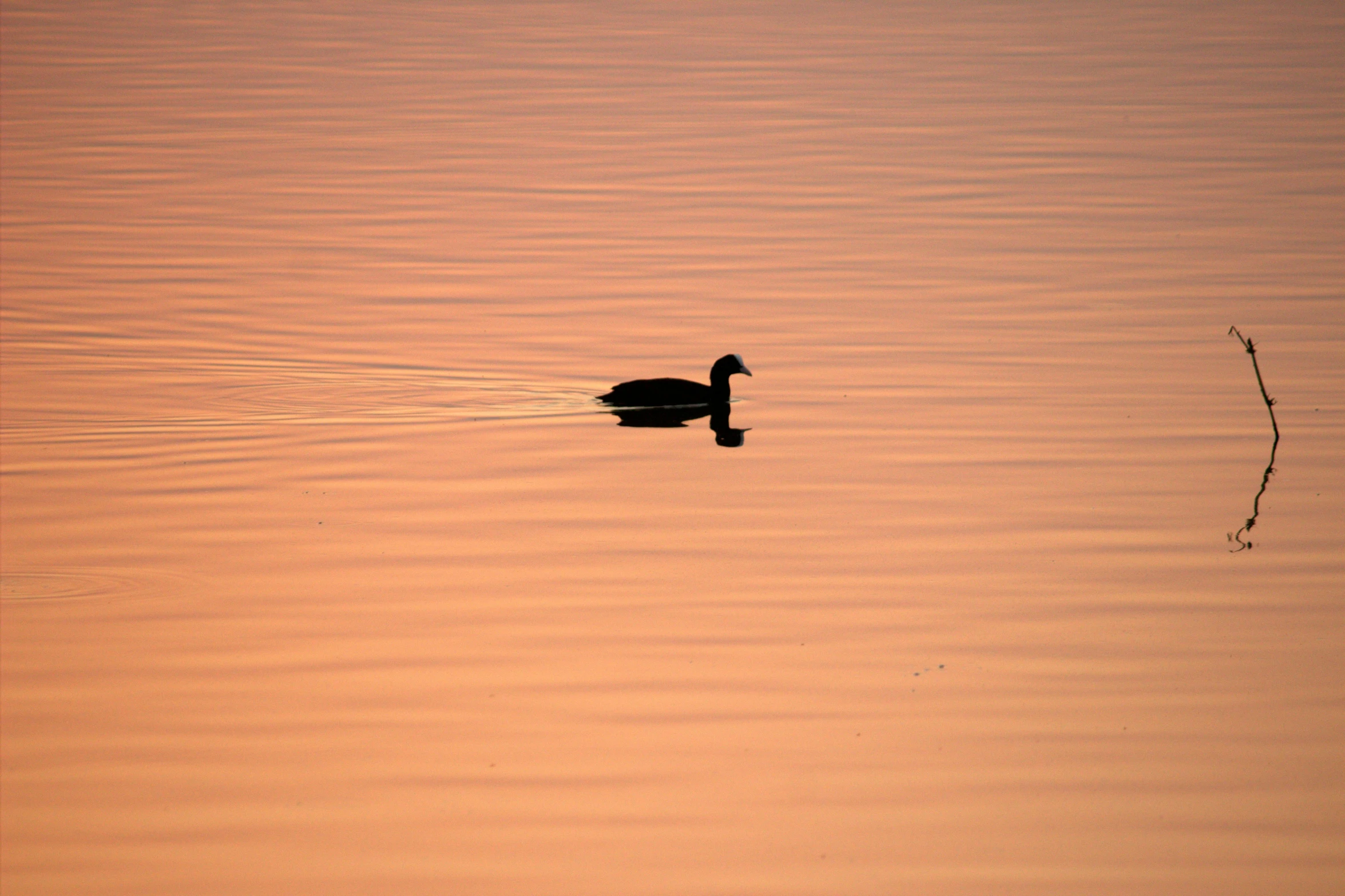 a duck that is floating in the water