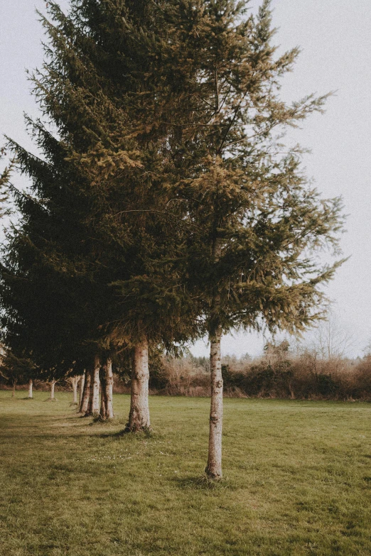 three tall trees in a grassy field during the day