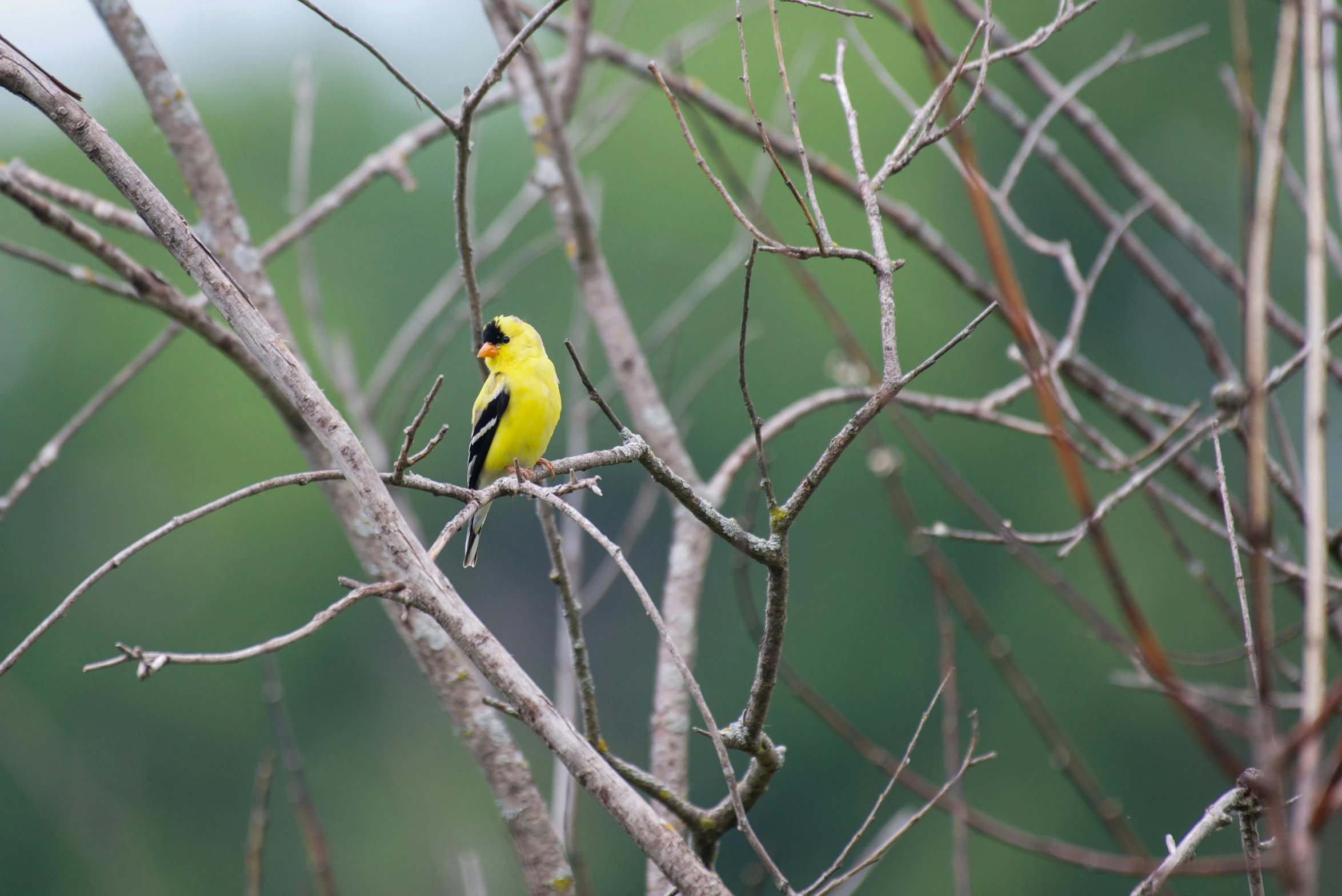 a bird sitting on top of a tree nch