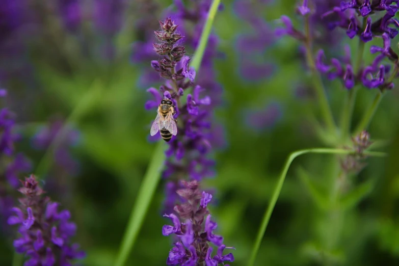 a bee resting on a flower in a field