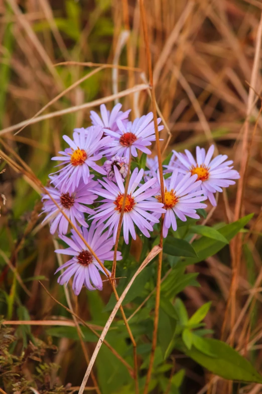 several purple wild flowers in grass on a sunny day