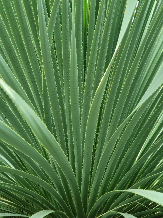 the top of a plant with leaves and a white background