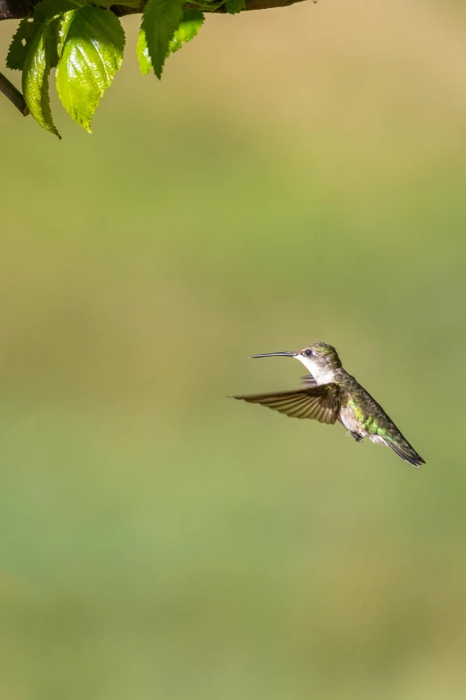 hummingbird flying towards a green and yellow background