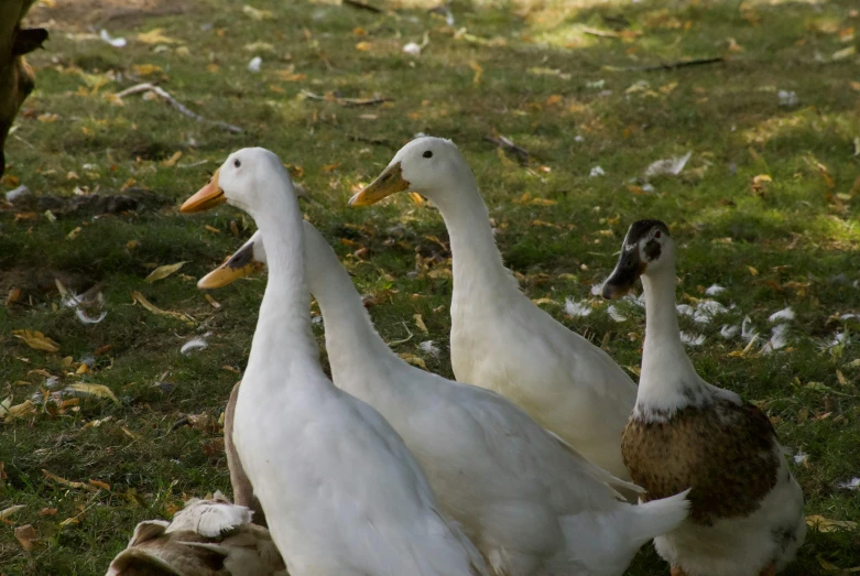 four ducks walk around a grassy area with a tree in the background