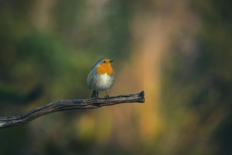 a small bird is perched on a tree nch