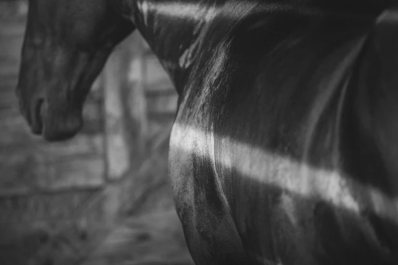 black and white pograph of horse in stall