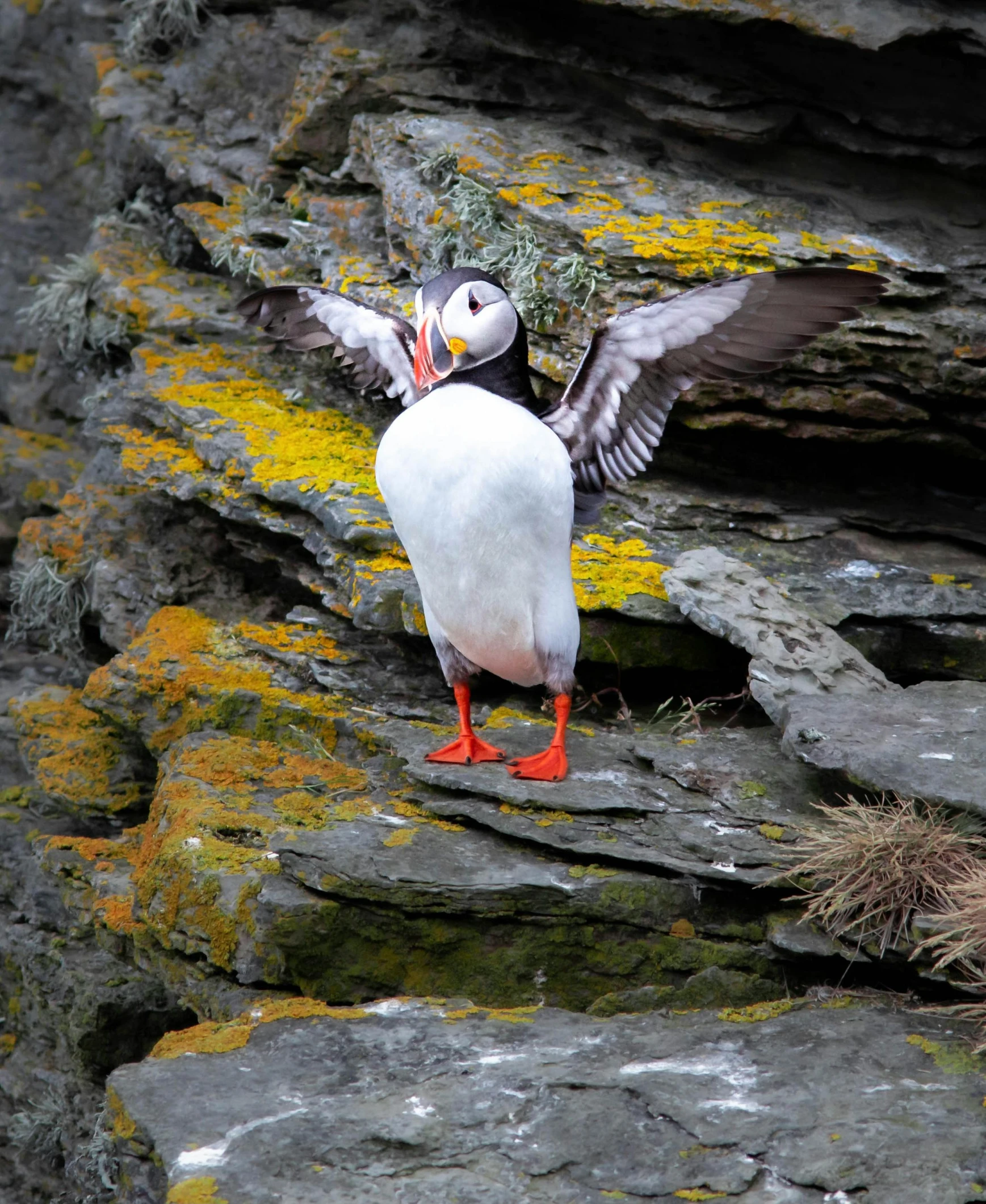 the bird is landing on the rocks with its wings open