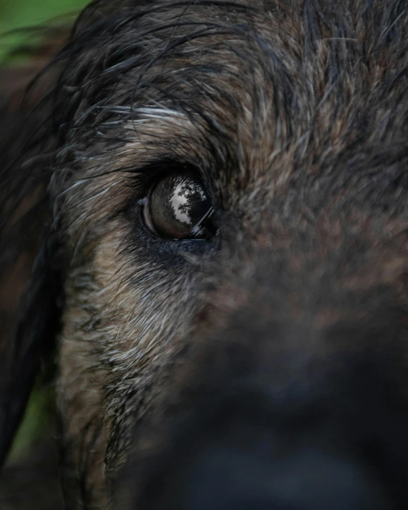 the eye is visible on the side of a dog