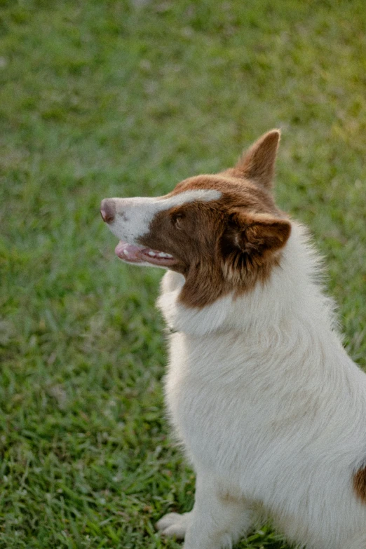 a dog standing on top of a lush green field